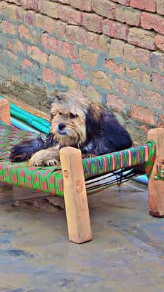 shih tzu puppy