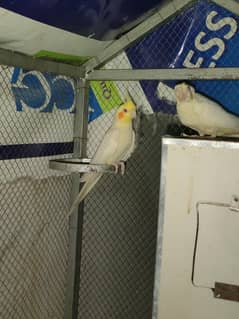 Breeder