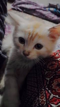 cat for sale