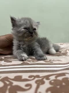 Persian
