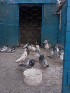 Pigeon for sell best breeds