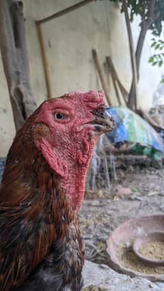qandahare