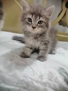 Persian