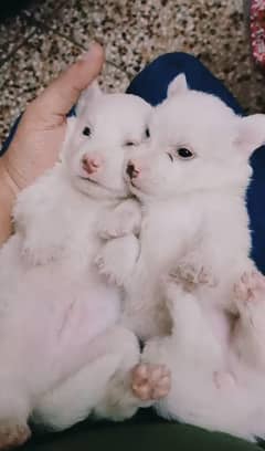 Poodle