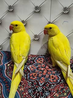 2 Yellow ring neck parrot .