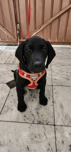 Labrador