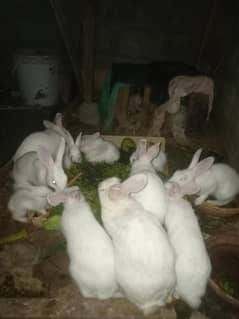 Rabbit