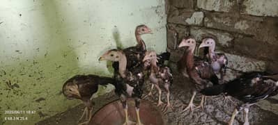 aseel chicks   Total 9 chicks  Han