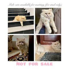 Peki or punch Male cats for stud