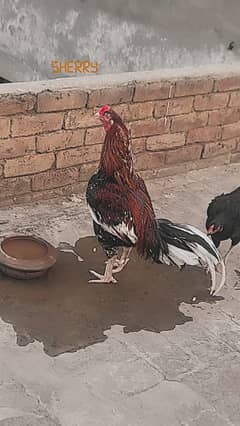 Ghr