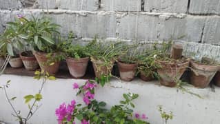 Plants