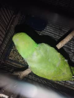 Female ringneck self green colour