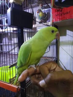 bolnay walay totay for sale