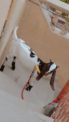 Bakra for sale