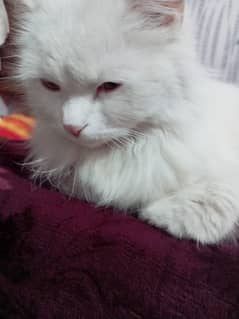 Persian cats Pair with yellow Eyes
