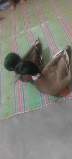 ducks