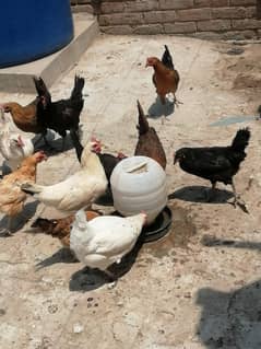 1 male and 15 female for sale