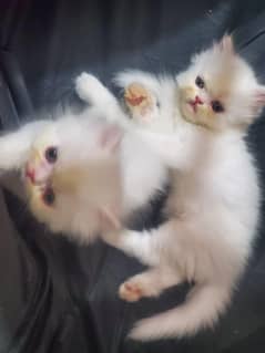 picki face kitten