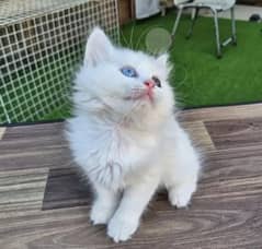 Persian cat female potty train triple code 03304246398 my WhatsApp