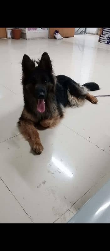 Germen Shefered Breeder Female 1