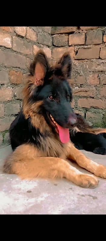 Germen Shefered Breeder Female 2