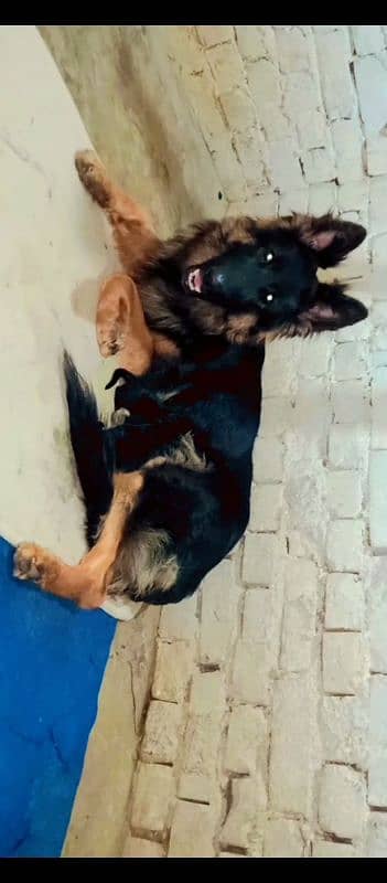 Germen Shefered Breeder Female 0
