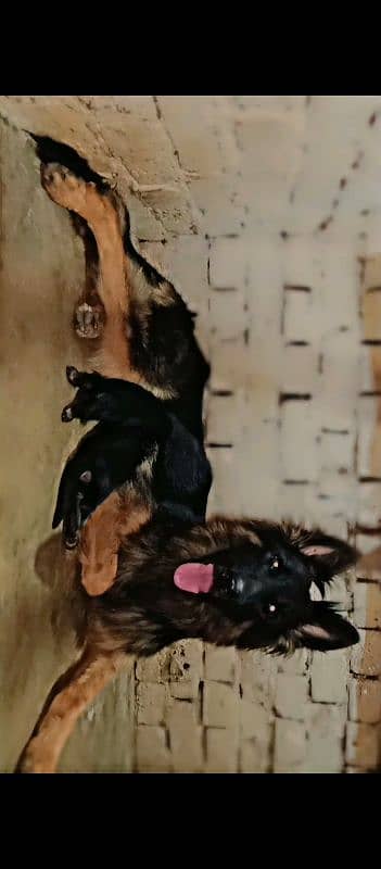 Germen Shefered Breeder Female 3