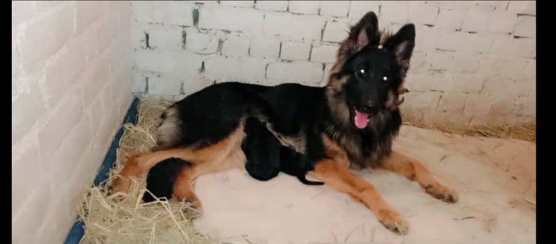 Germen Shefered Breeder Female 5