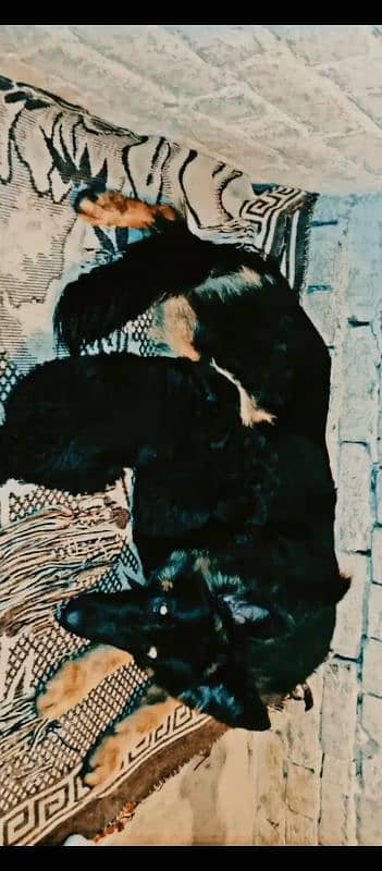 Germen Shefered Breeder Female 6