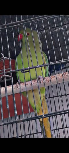 Green Dasi beautiful female  for sale at low price