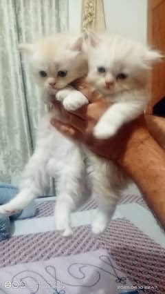 kitten