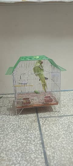 parrot