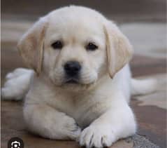 Labrador puppies 03198435459