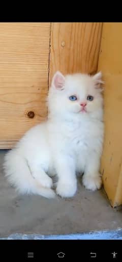 blue eyes white Persian kitten|Triple long coat |WhatsApp. 03250387943