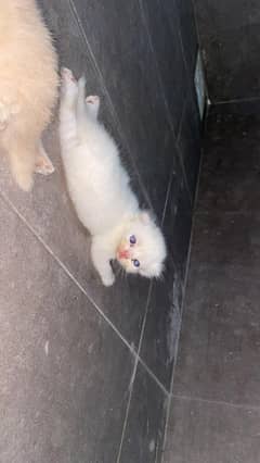 Persian