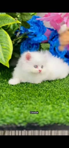 blue eyes white Persian kitten|Triple long coat |WhatsApp. 03250387943