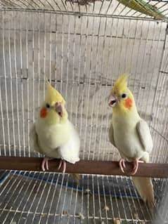 Breeder Cocktail Pair And Handtame Raw Parrot