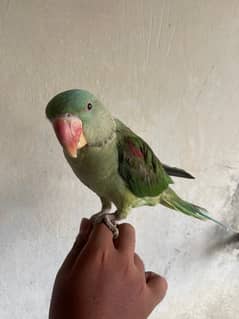 Handtame