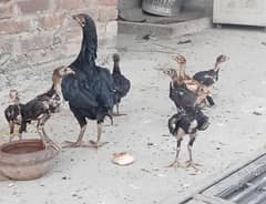 5 Aseel Pakistani thai chicks