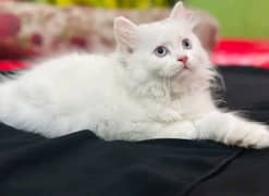 Persian cat for sale male or female my WhatsApp03286487884