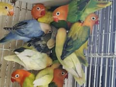 All love birds pairs available.