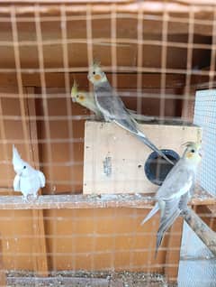 Parrots for sale with cage