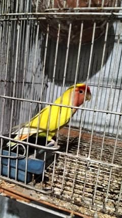 Parrots