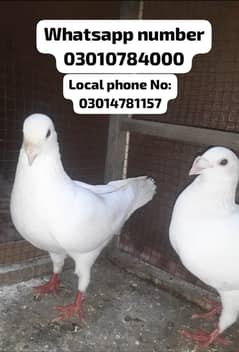 german beauty pure breeder pair for sale