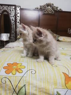 male kittens