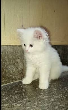 Persian cat for sale male or female my WhatsApp03286487884