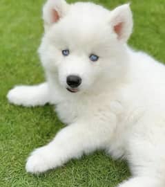Siberian husky puppies 03198435459