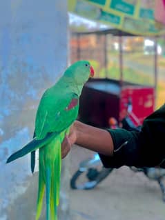 Raw parrot hand tame  bolne Wala 03064720190