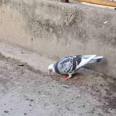 Qasd pigeon for sale