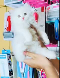 Persian